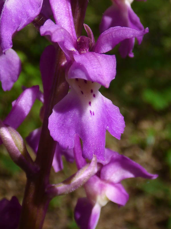 Orchis mascula 'purpurea'